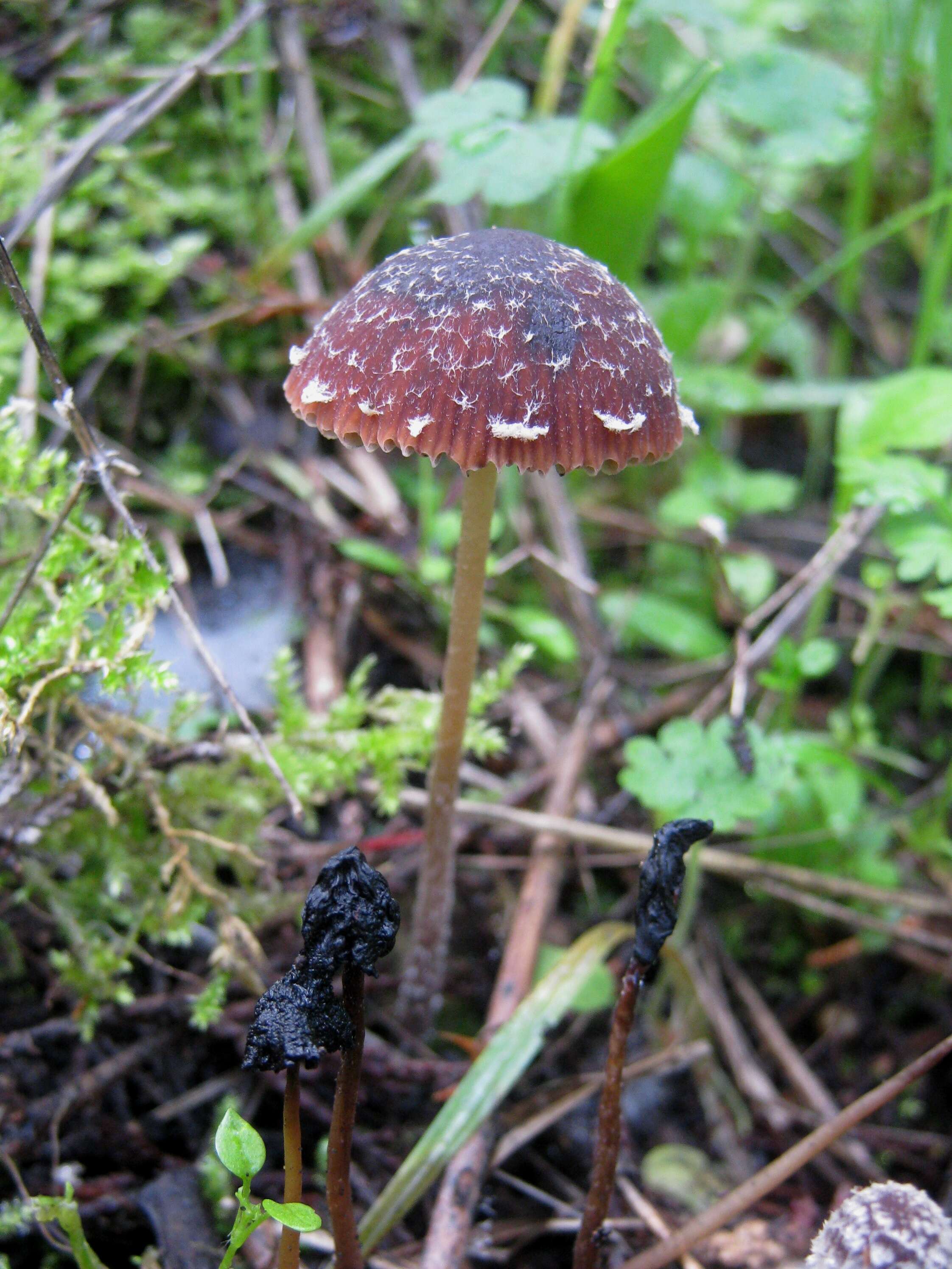 Image of Psathyrella vinosofulva P. D. Orton 1960