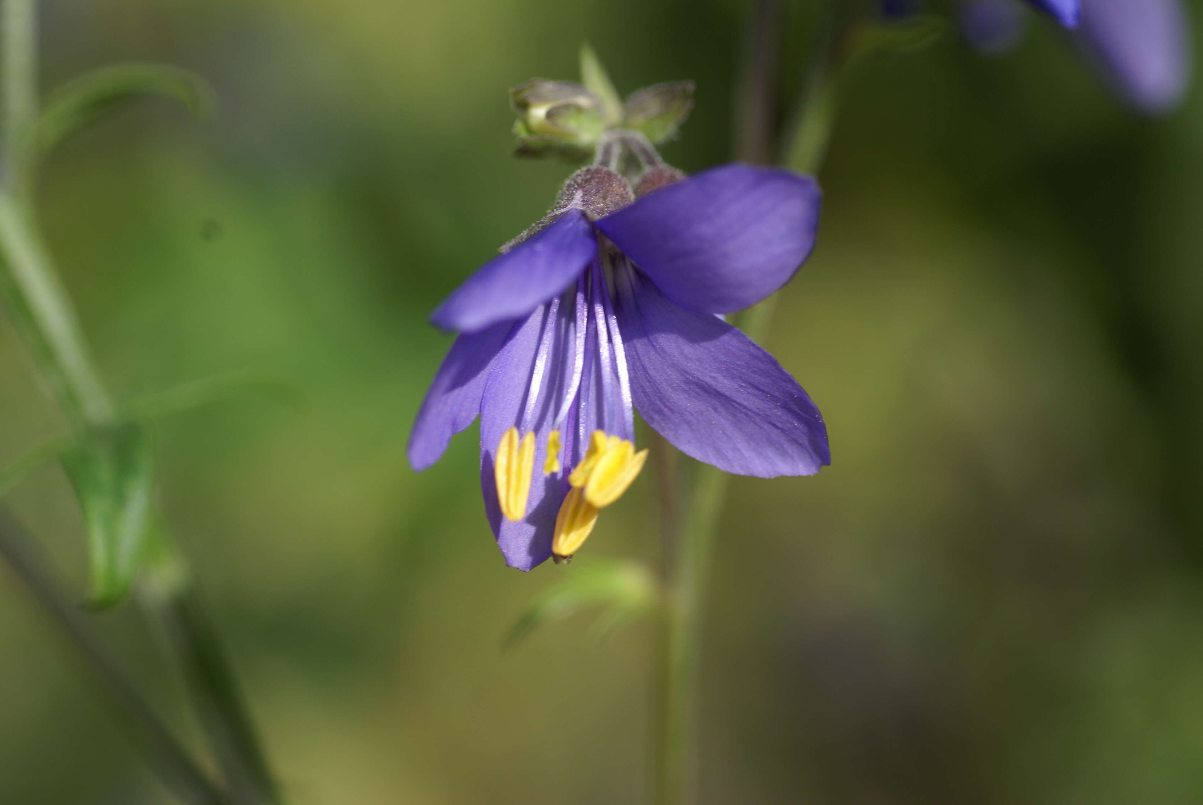 Image of sticky polemonium