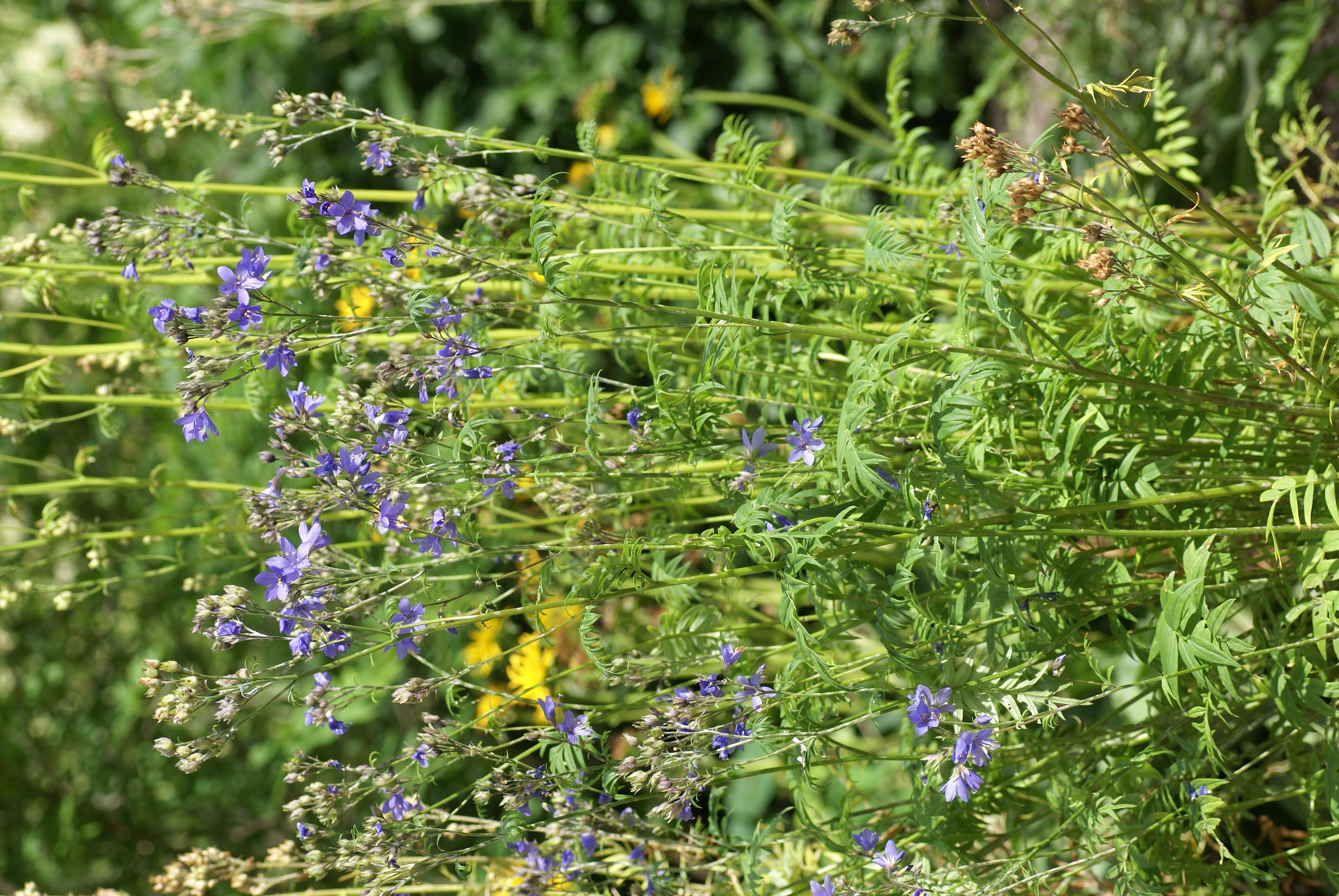 Image of sticky polemonium