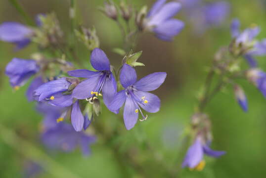 Image of sticky polemonium