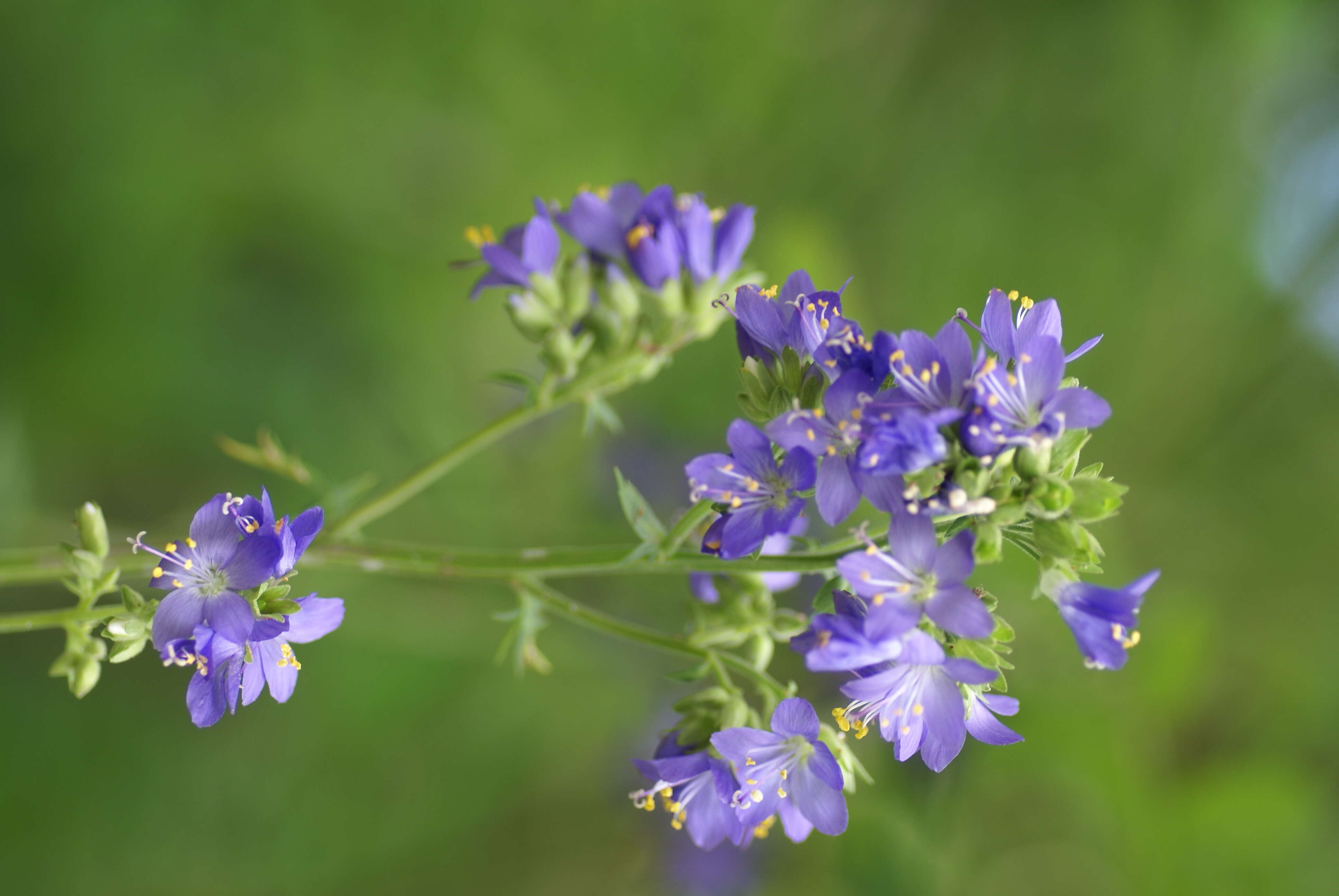 Image of sticky polemonium