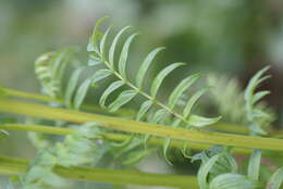 Image of sticky polemonium