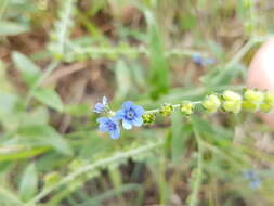 Image of Cynoglossum lanceolatum Forskál