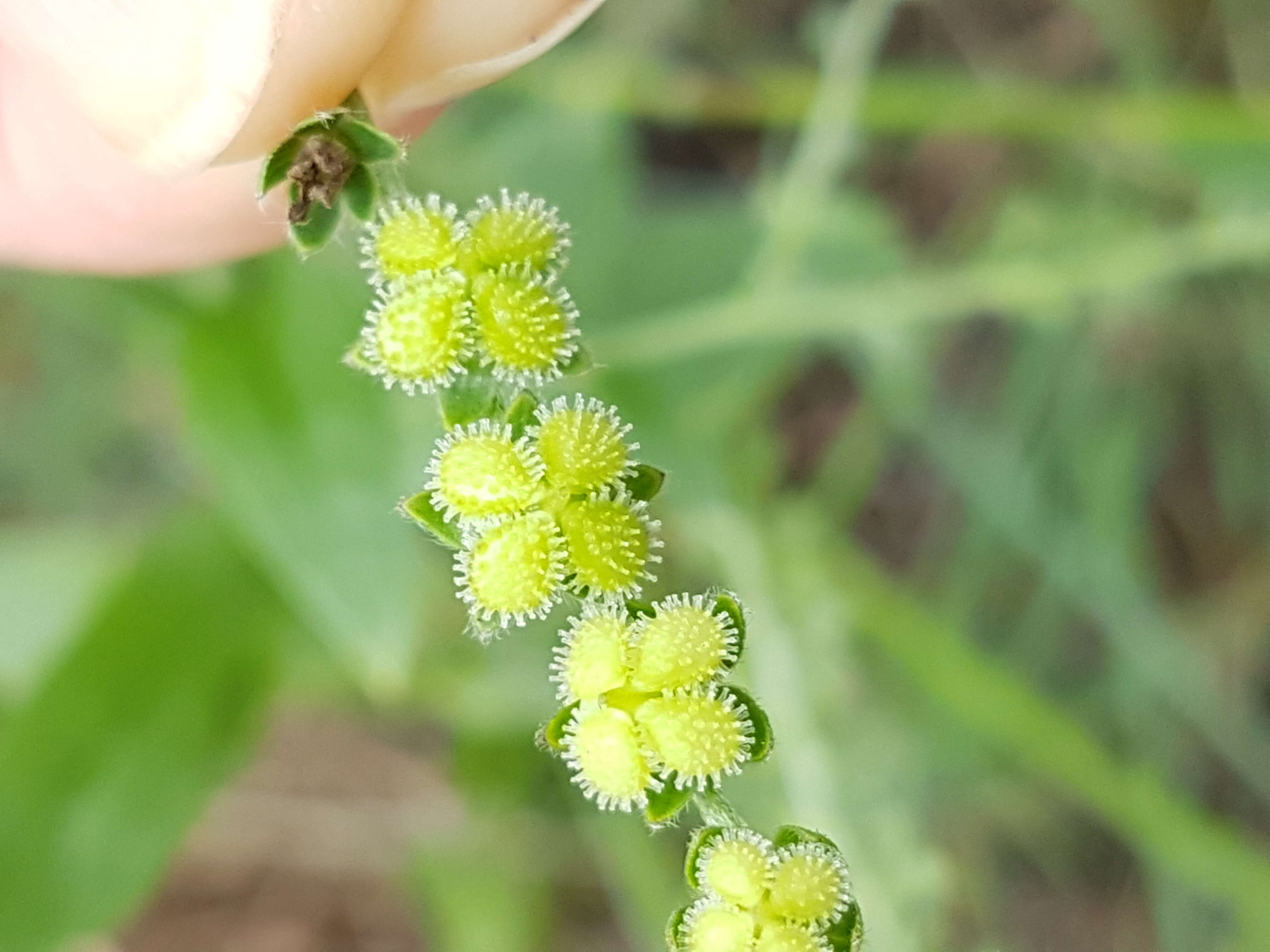 Image de Cynoglossum lanceolatum Forskál