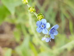 Image de Cynoglossum lanceolatum Forskál