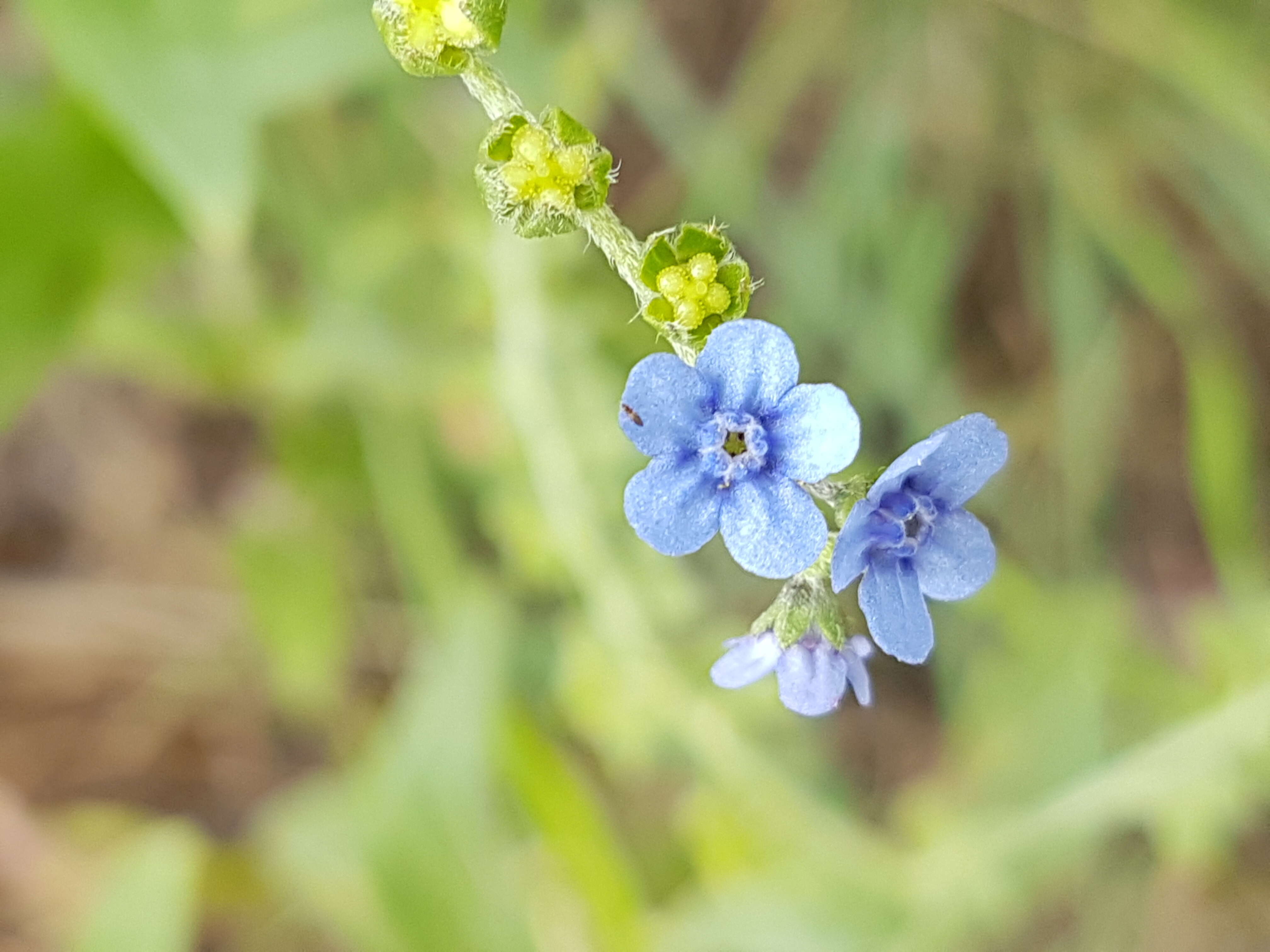 Image de Cynoglossum lanceolatum Forskál