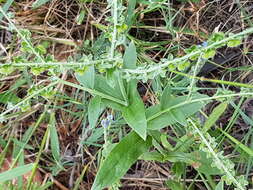 Image of Cynoglossum lanceolatum Forskál