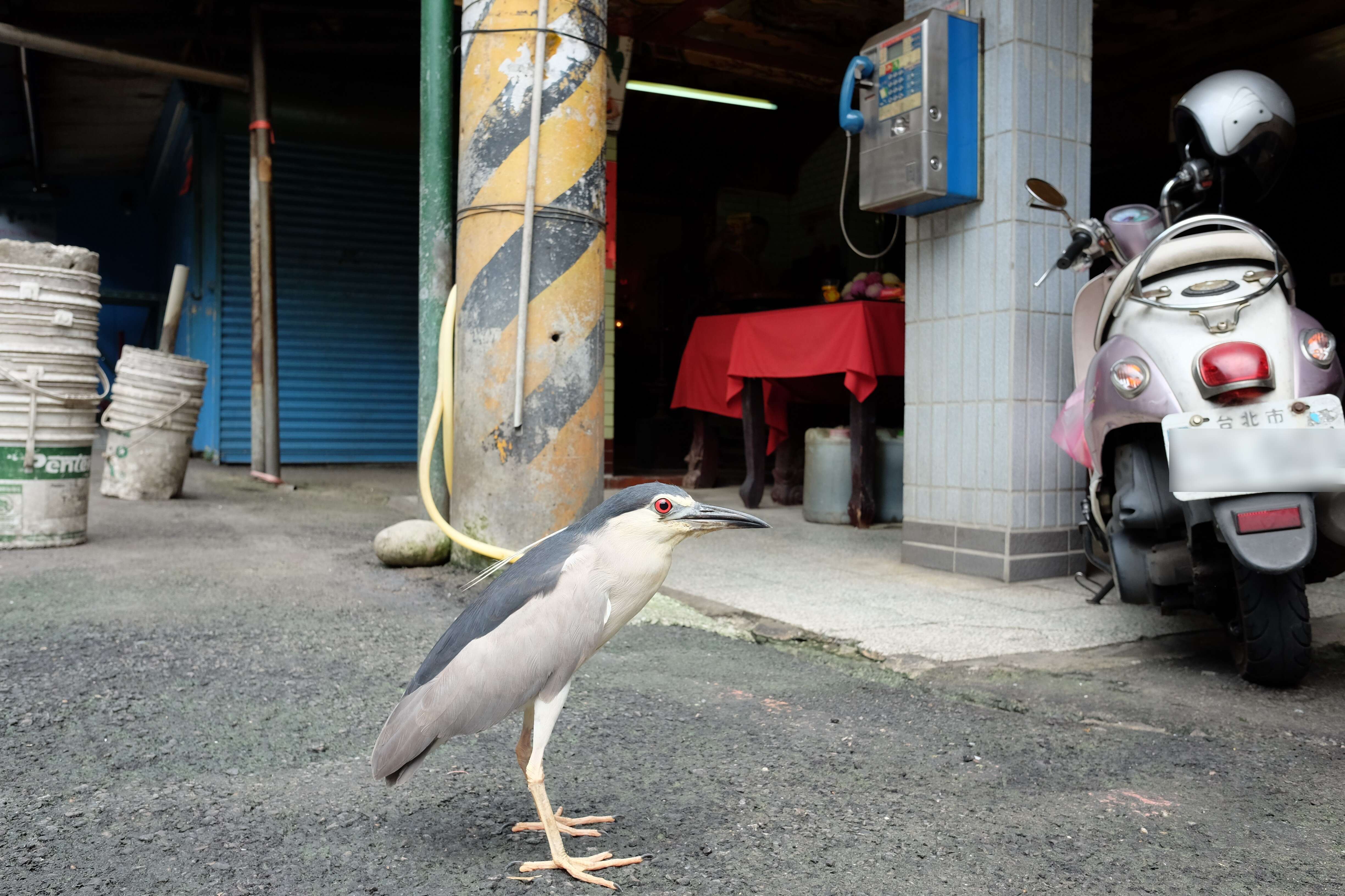 Image of Night Herons