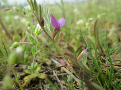 Imagem de Vicia lathyroides L.