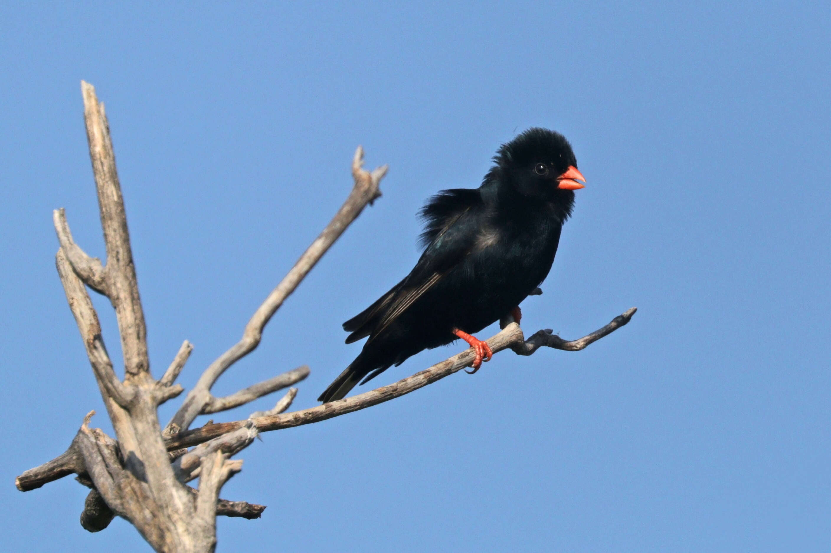 Image of Village Indigobird