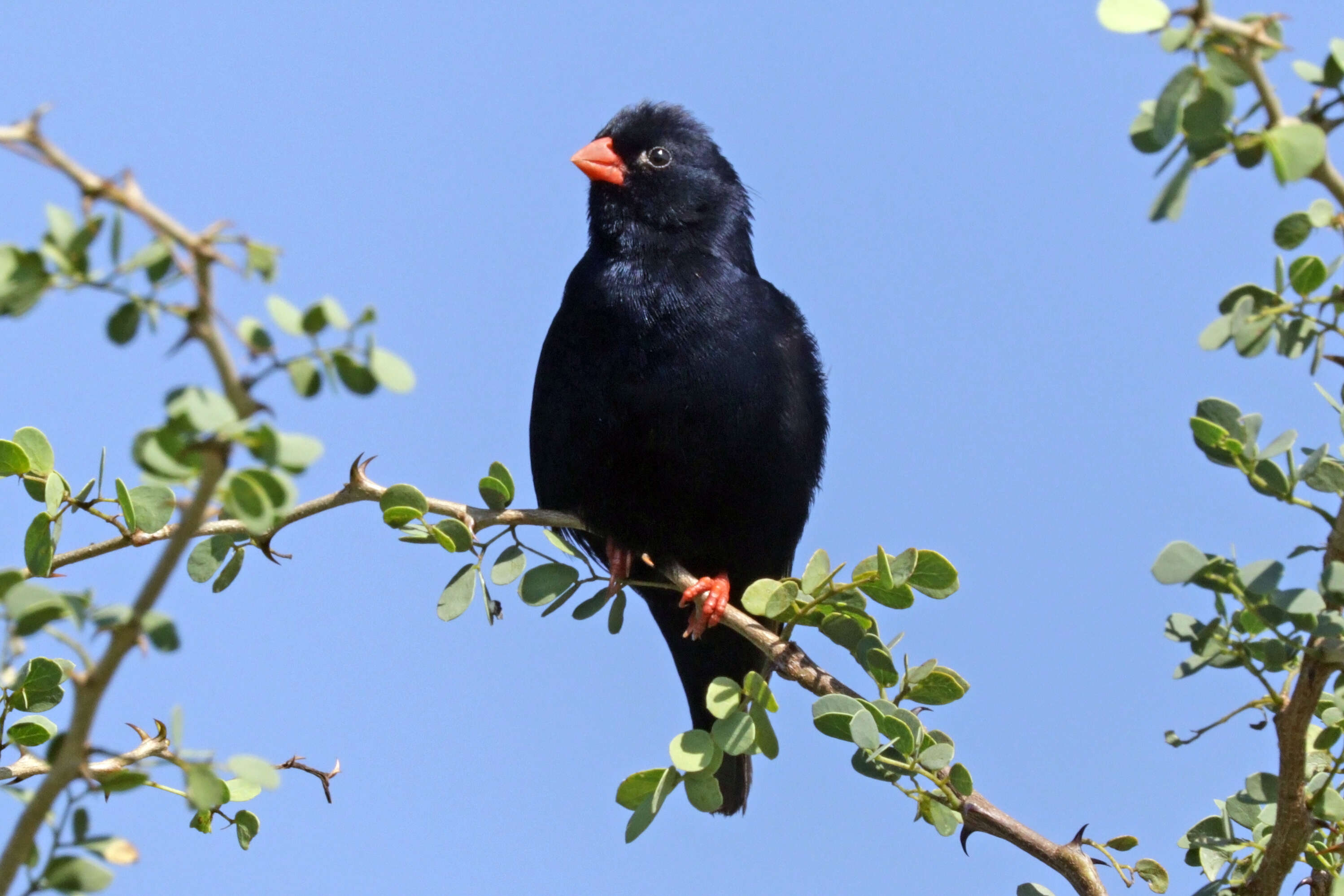 Image of Village Indigobird