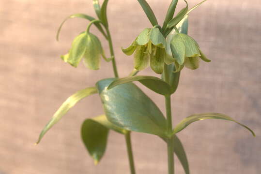 Image of Fritillaria