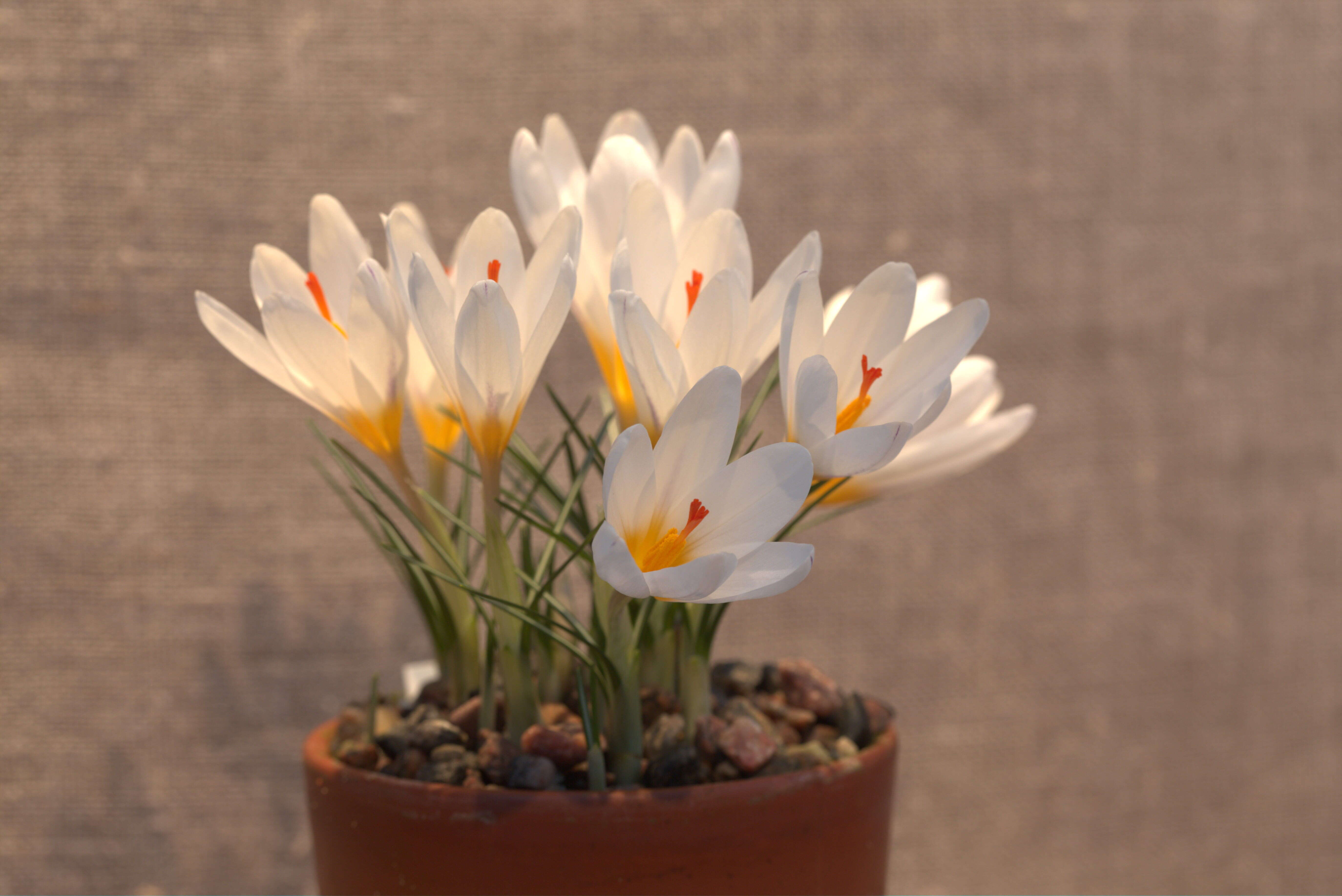 Image of Crocus malyi Vis.