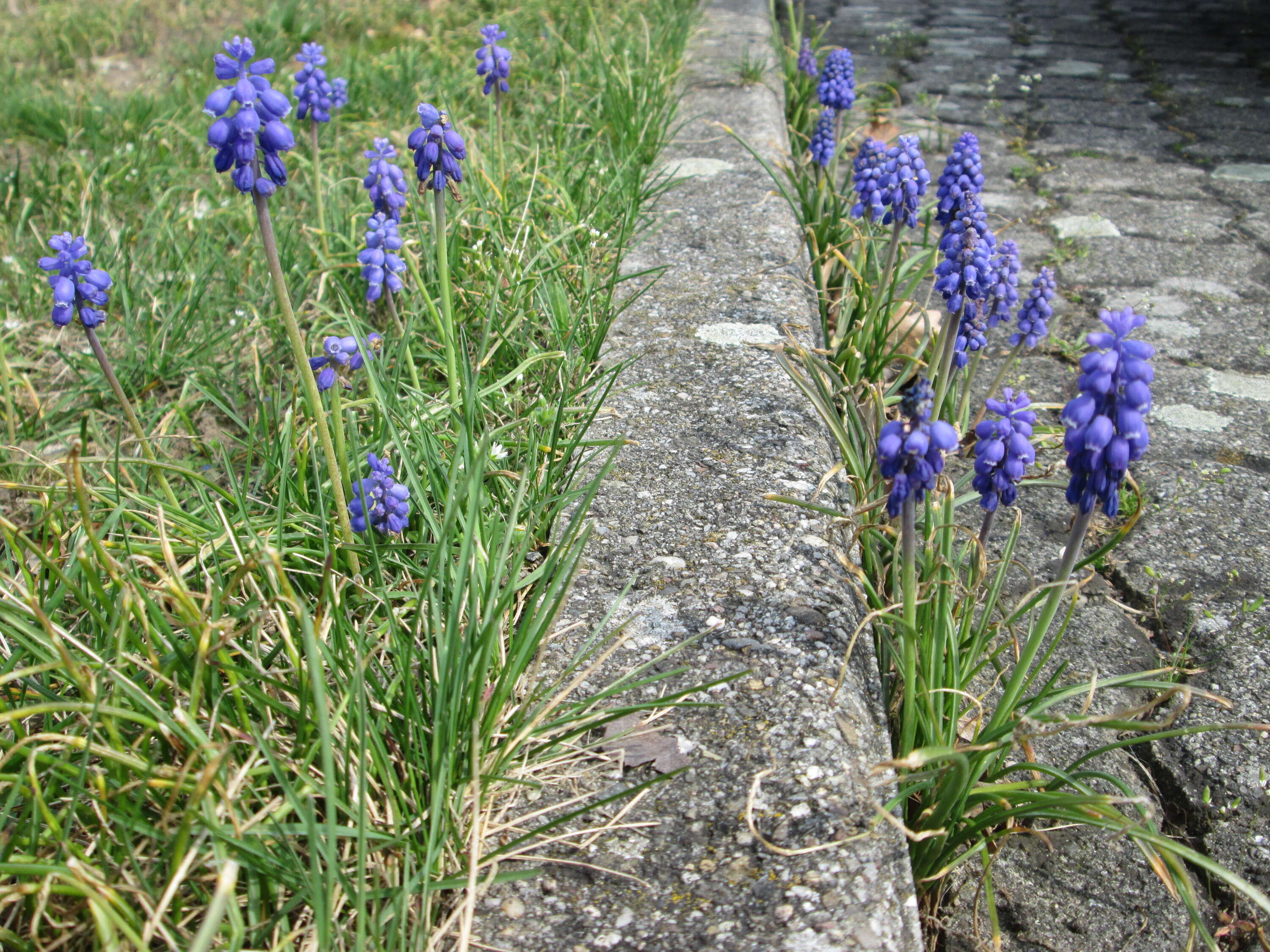 Imagem de Muscari armeniacum H. J. Veitch