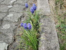 Imagem de Muscari armeniacum H. J. Veitch