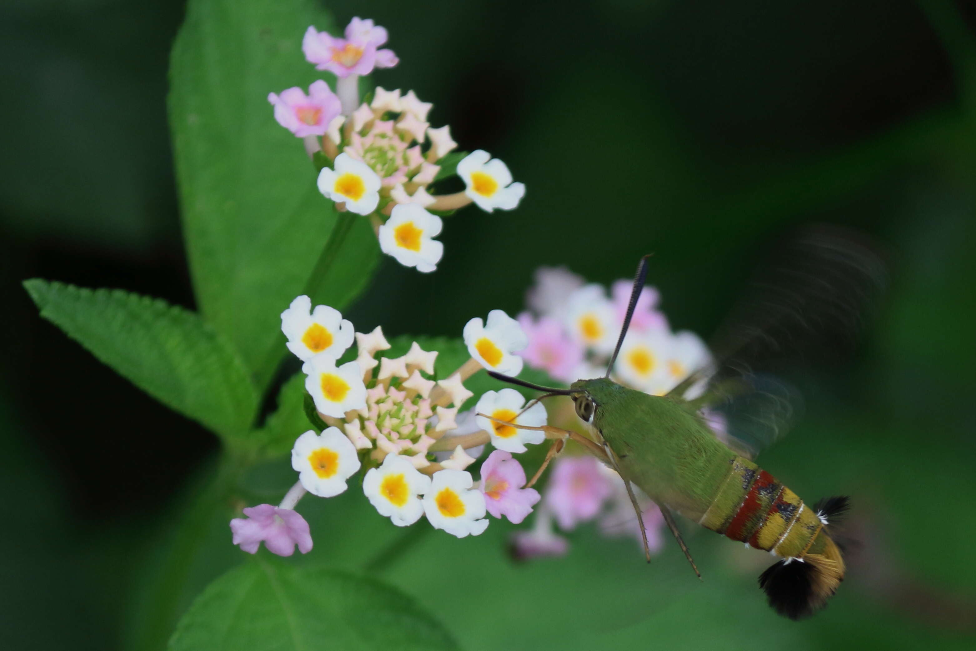 Image of Coffee Clearwing