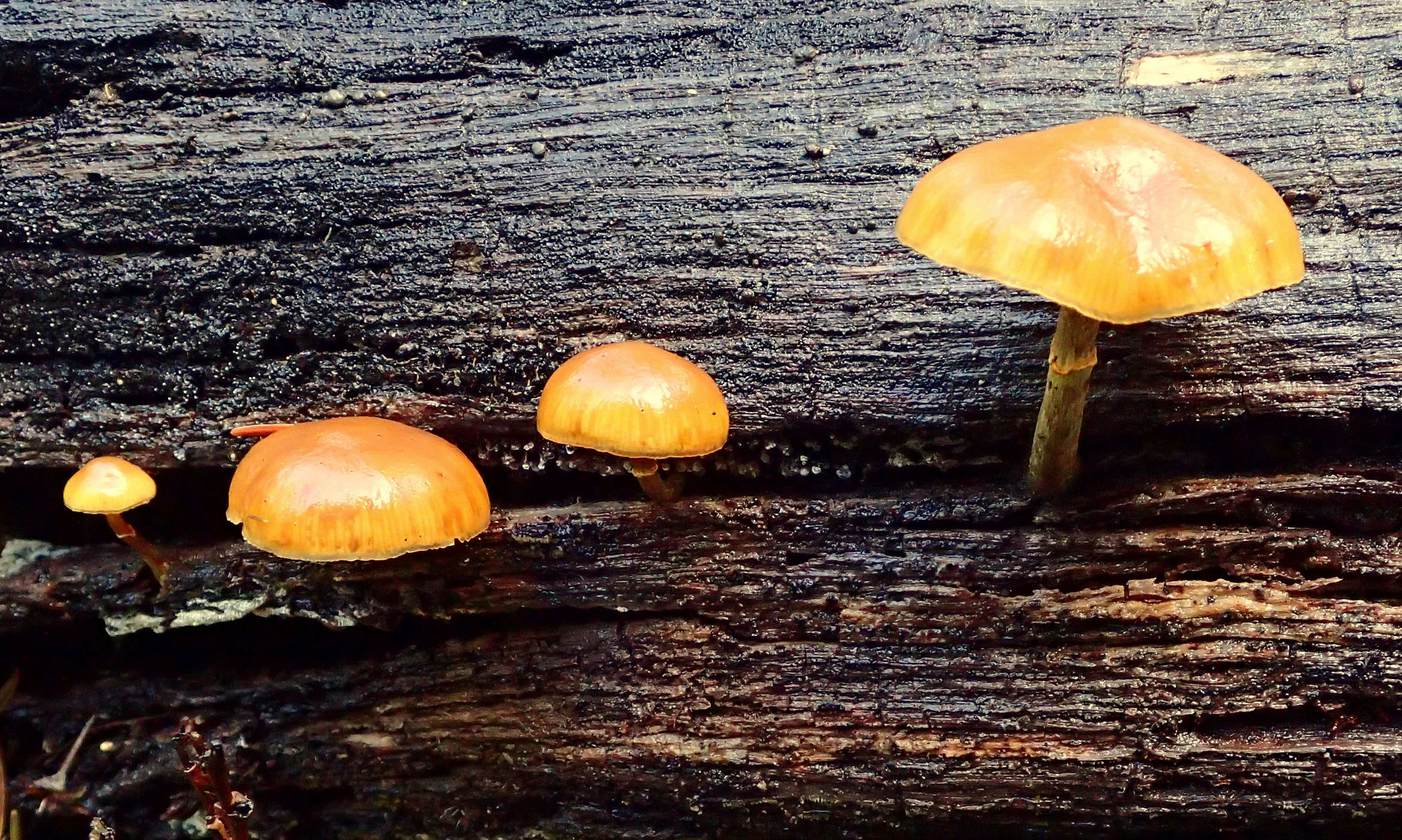 Image of Galerina marginata (Batsch) Kühner 1935