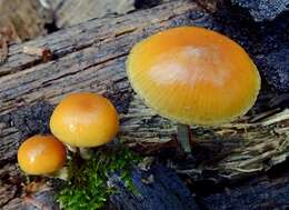 Image of Galerina marginata (Batsch) Kühner 1935