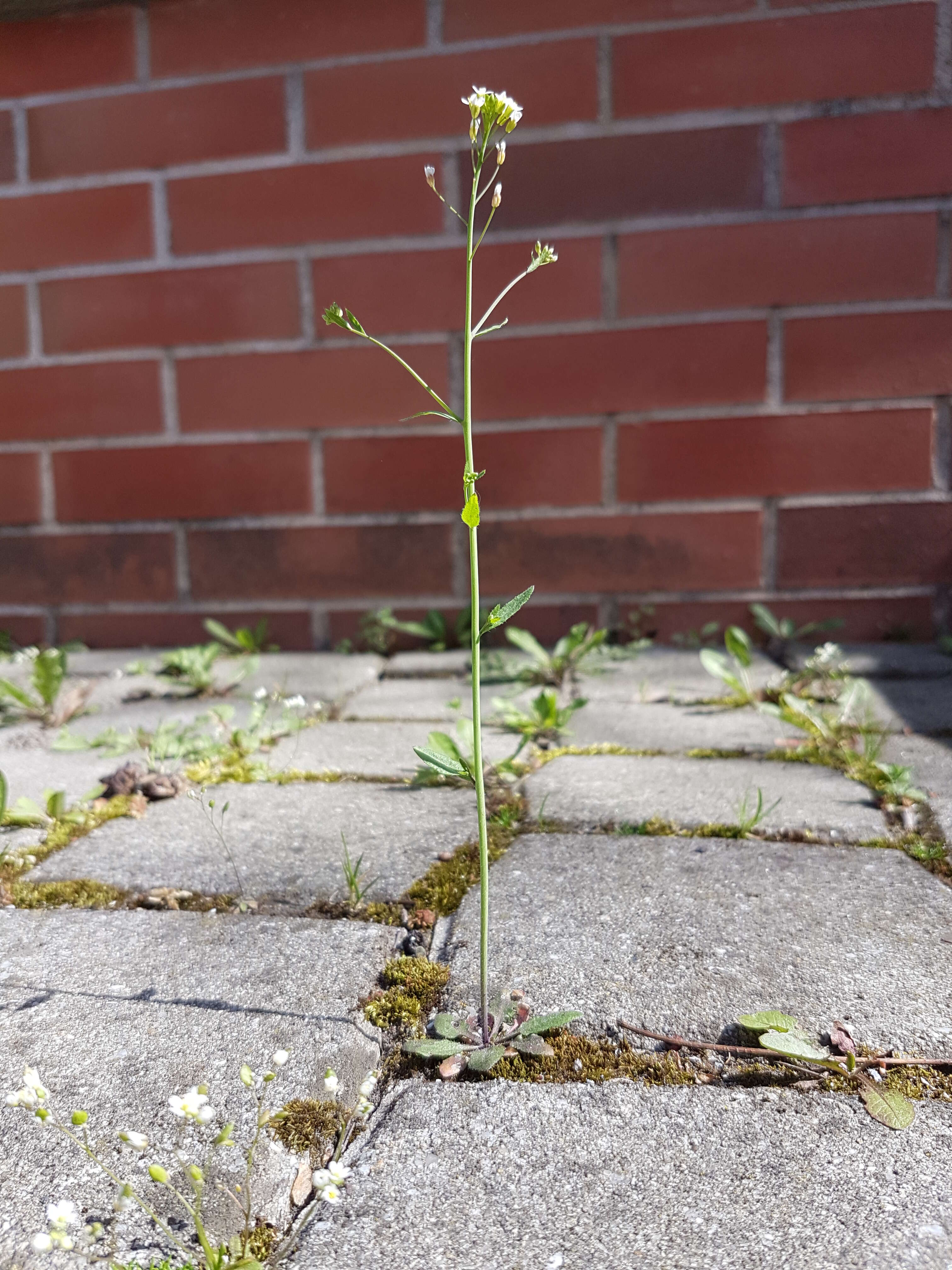 Image of Mouse-ear Cress