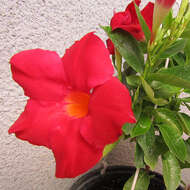 Plancia ëd Mandevilla sanderi (Hemsl.) R. E. Woodson