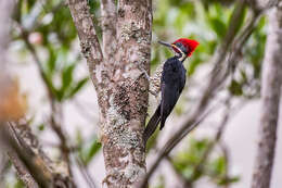 Image of Lineated Woodpecker