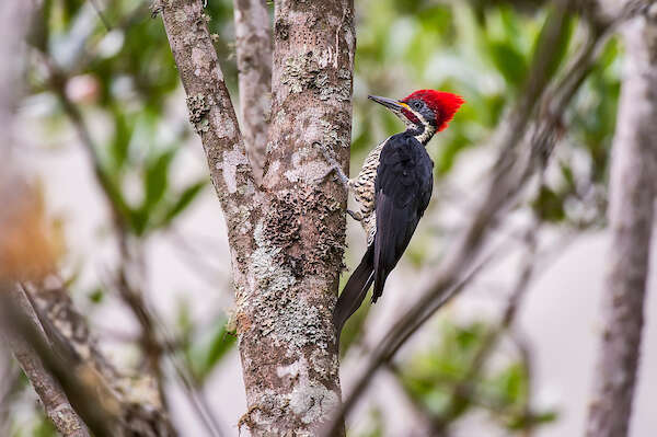 Image of Lineated Woodpecker