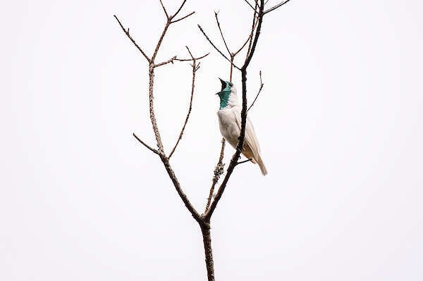 Image of Bare-throated Bellbird