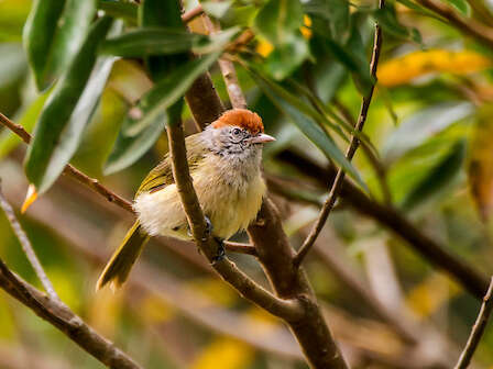 صورة Hylophilus amaurocephalus (Nordmann 1835)