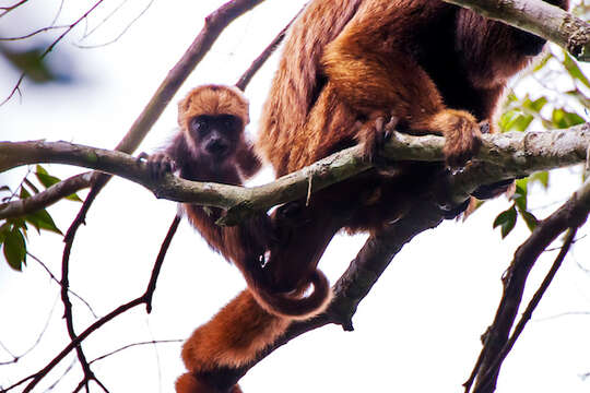 Image of Brown Howler Monkey