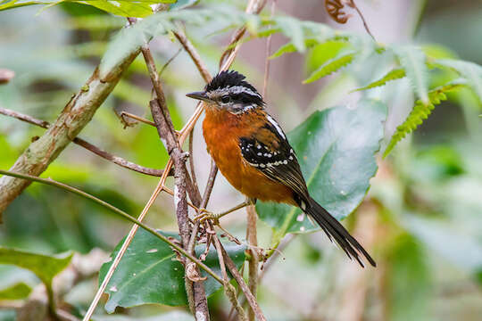 Image of Ferruginous Antbird