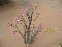 Image de Adenium obesum subsp. multiflorum (Klotzsch) G. D. Rowley