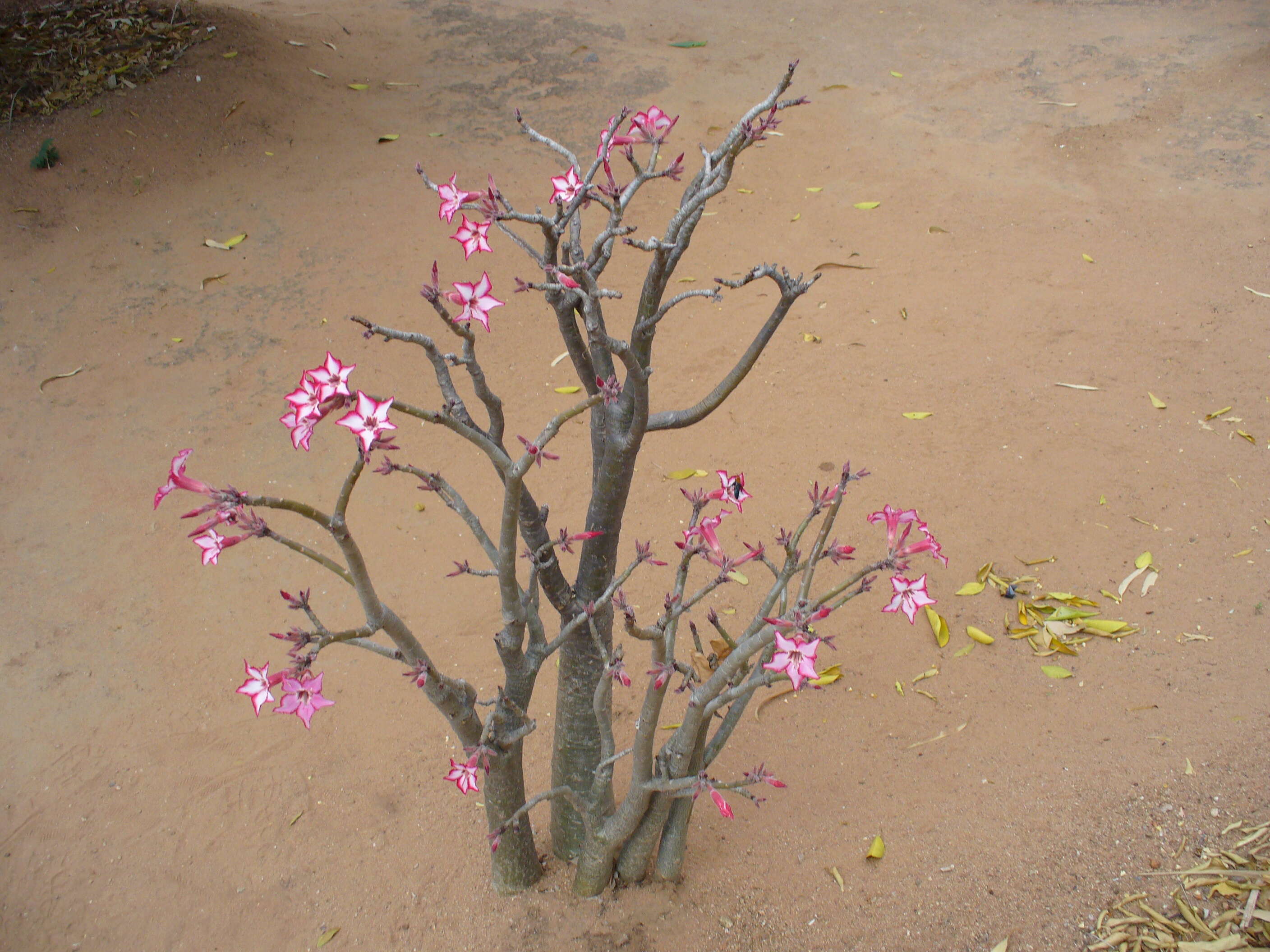 Image de Adenium obesum subsp. multiflorum (Klotzsch) G. D. Rowley