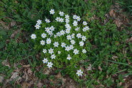 Image of European thimbleweed