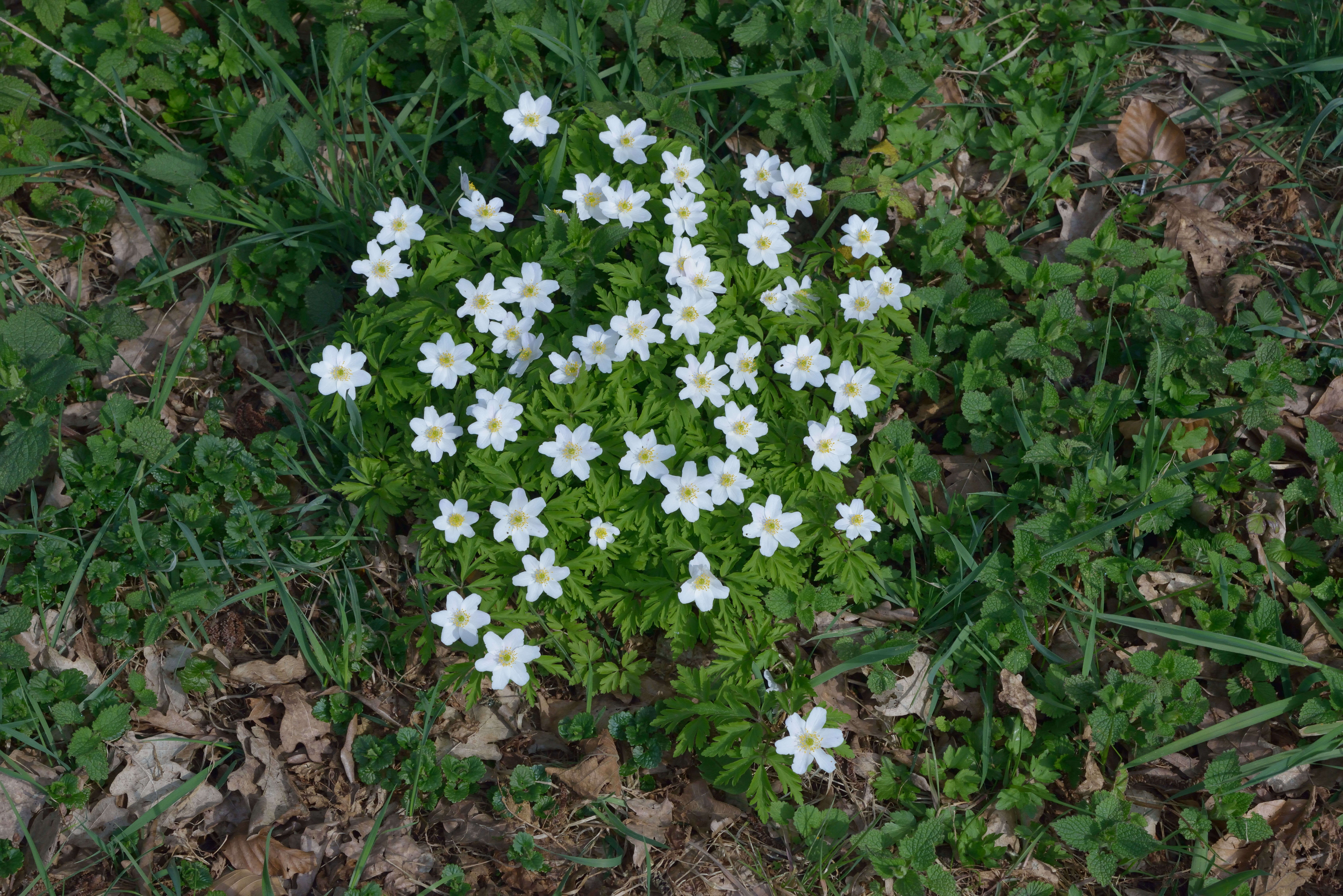 Imagem de Anemone nemorosa L.