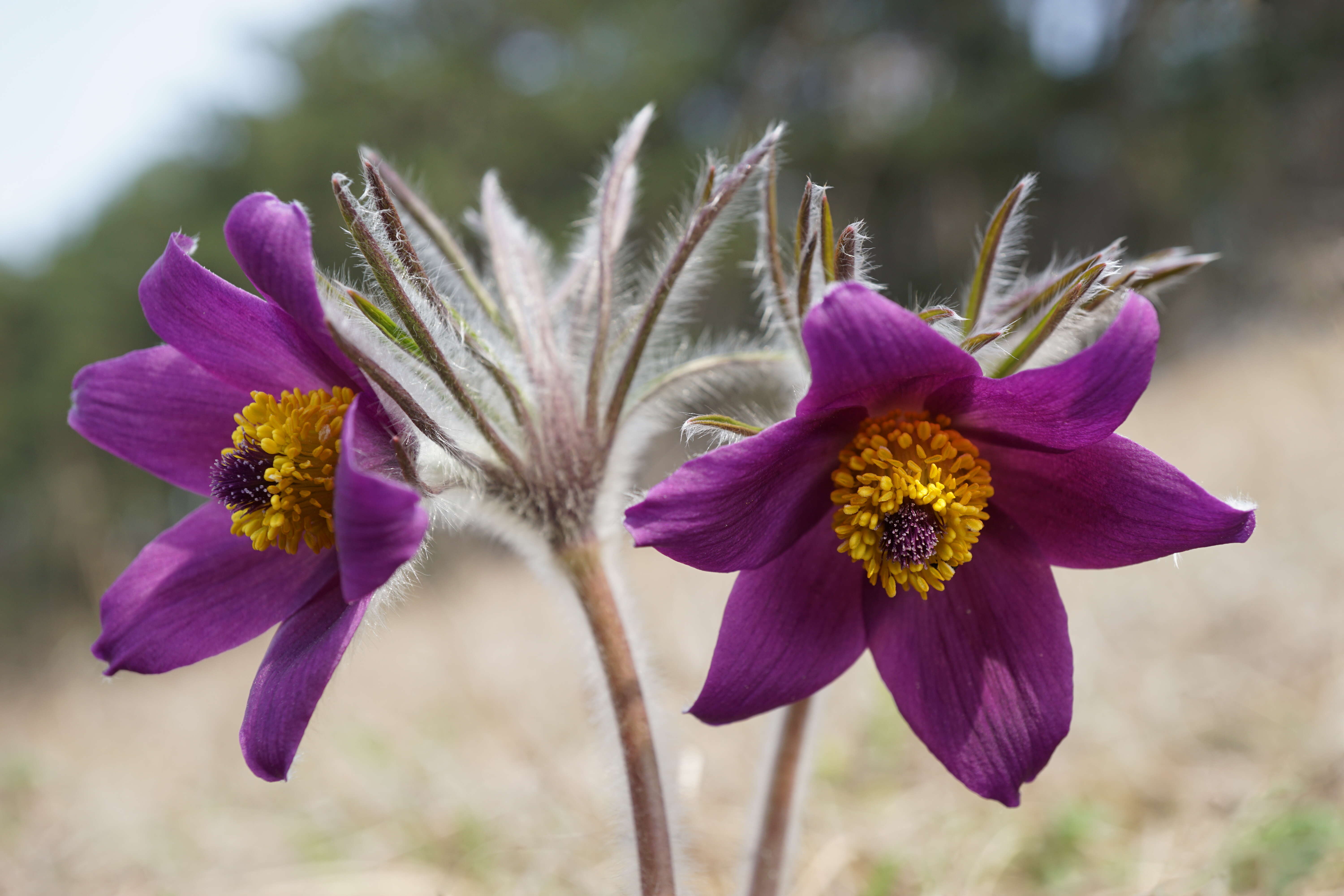 Image of pasqueflower