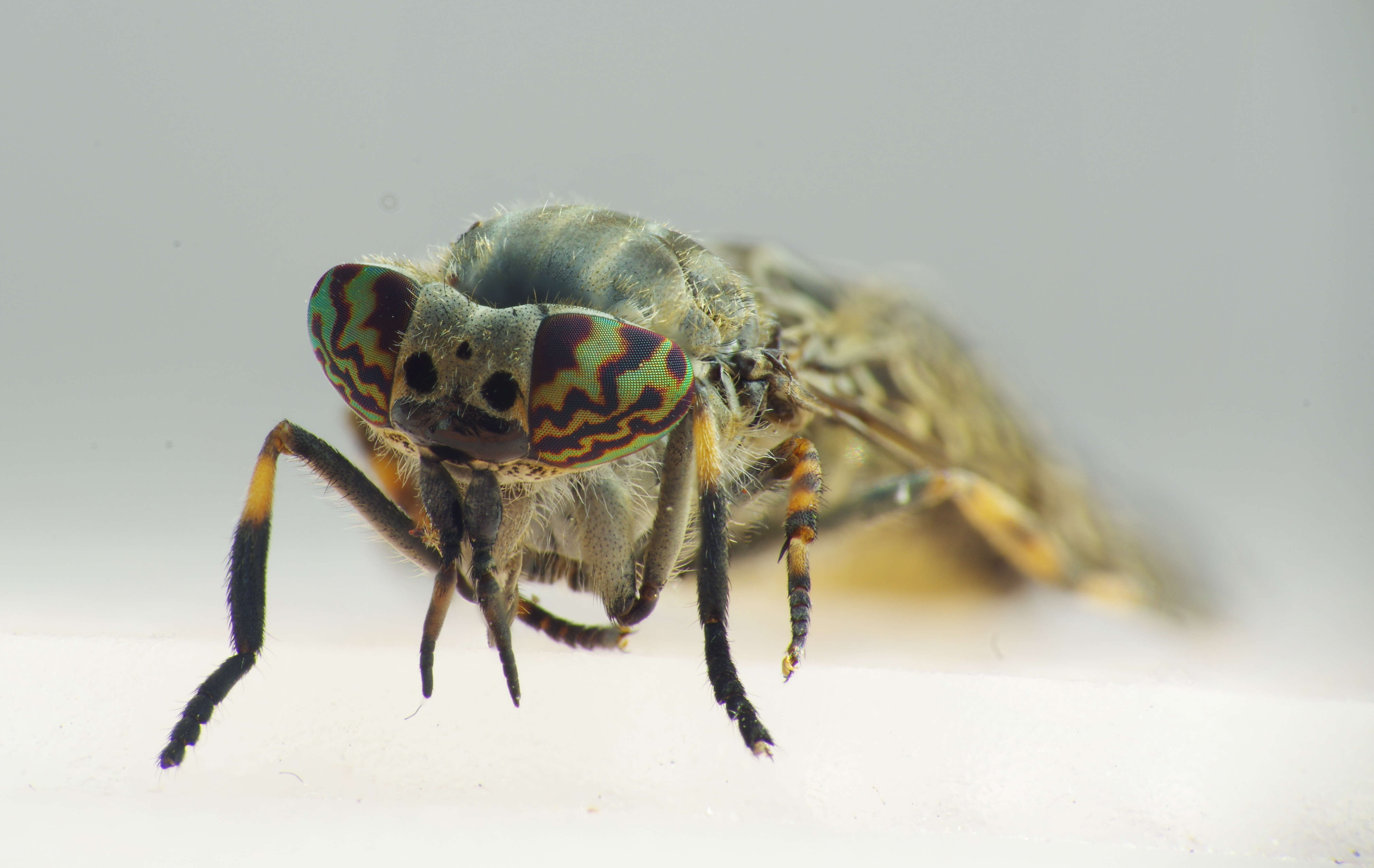 Image of horse and deer flies