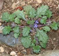 Слика од Ajuga decumbens Thunb.