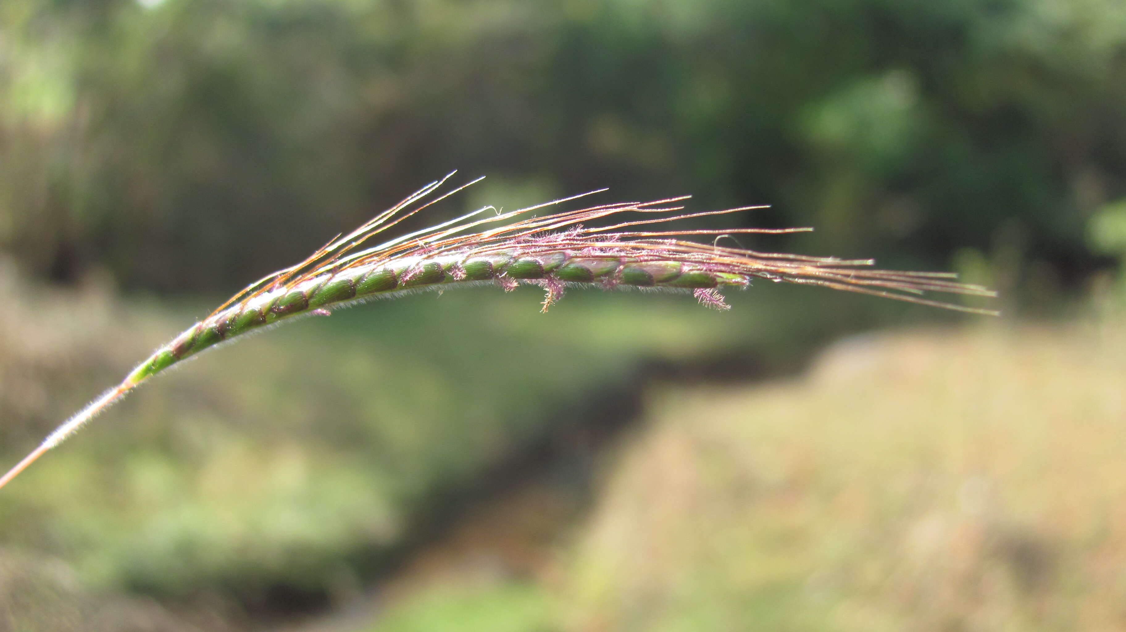 Image of Angleton bluestem