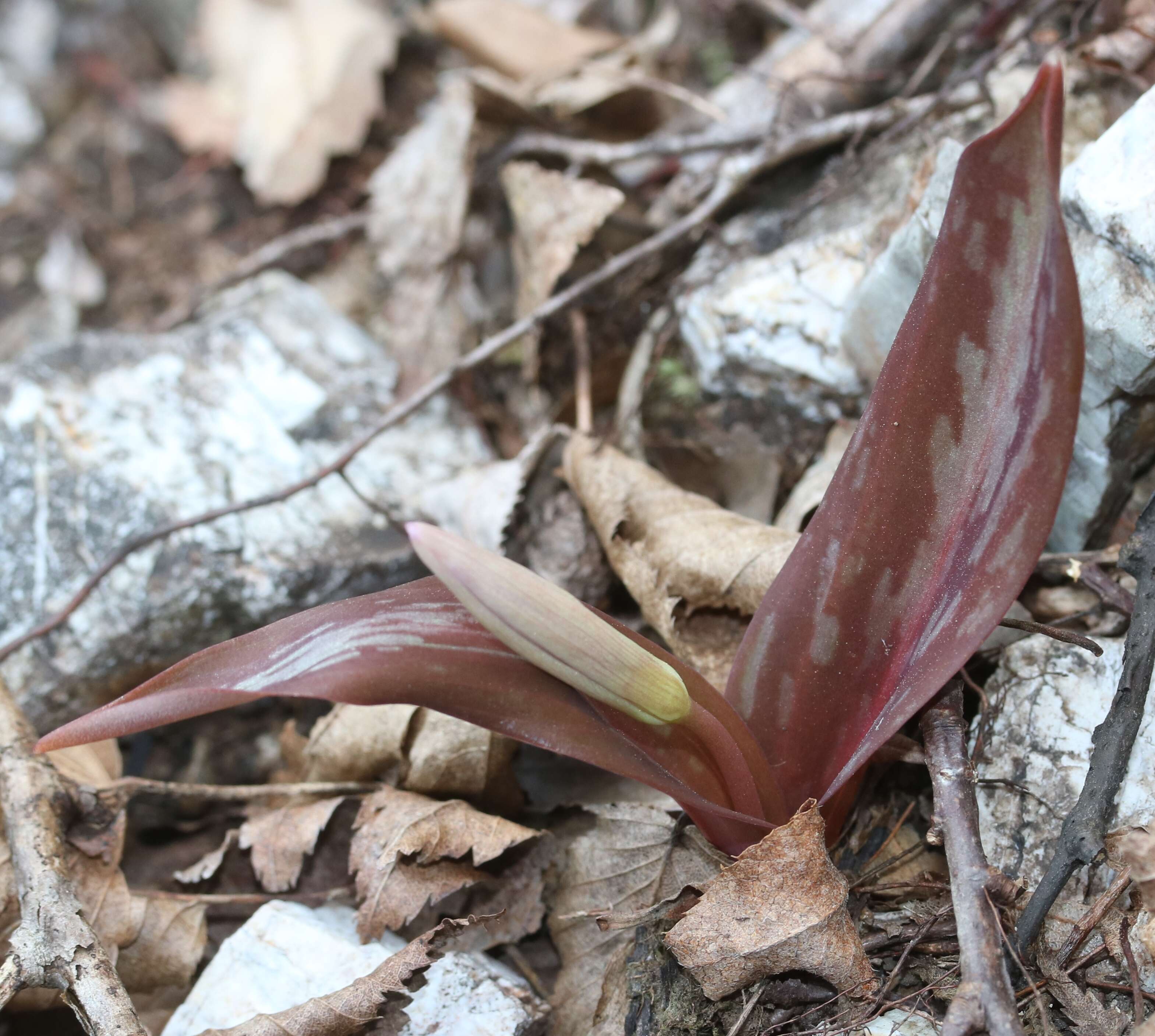 Image of Erythronium japonicum Decne.