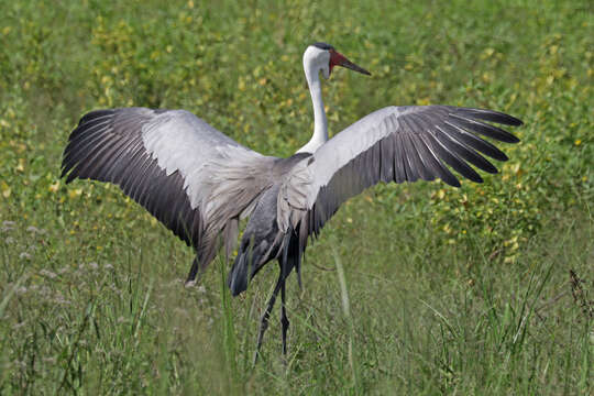 Imagem de Bugeranus carunculatus