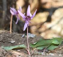 Image of Erythronium japonicum Decne.