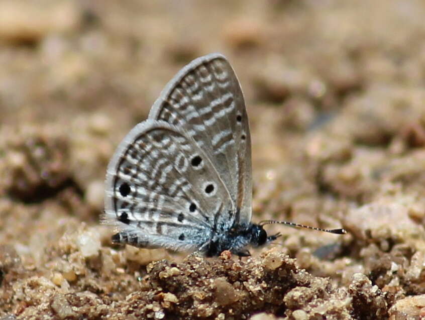 Image of Bright Babul Blue