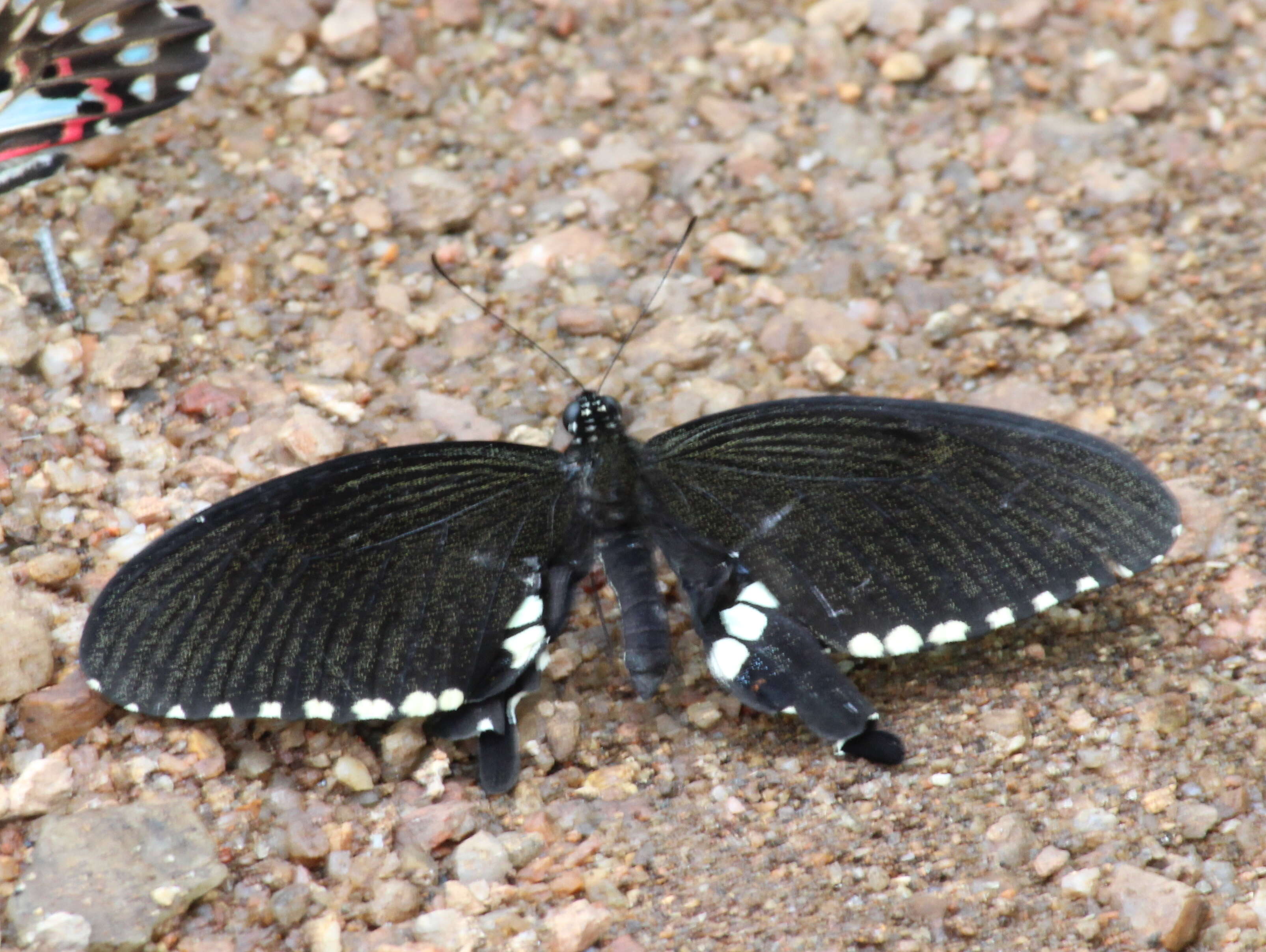 Image of Common mormon