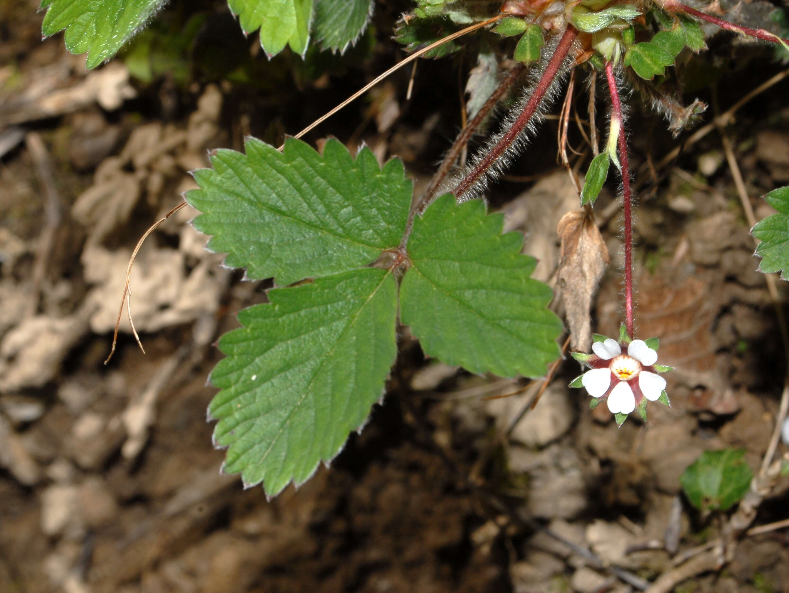 Image of pink barren strawberry