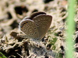 Image of Oriental Grass Jewel