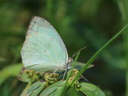 Image of Catopsilia pyranthe (Linnaeus 1758)