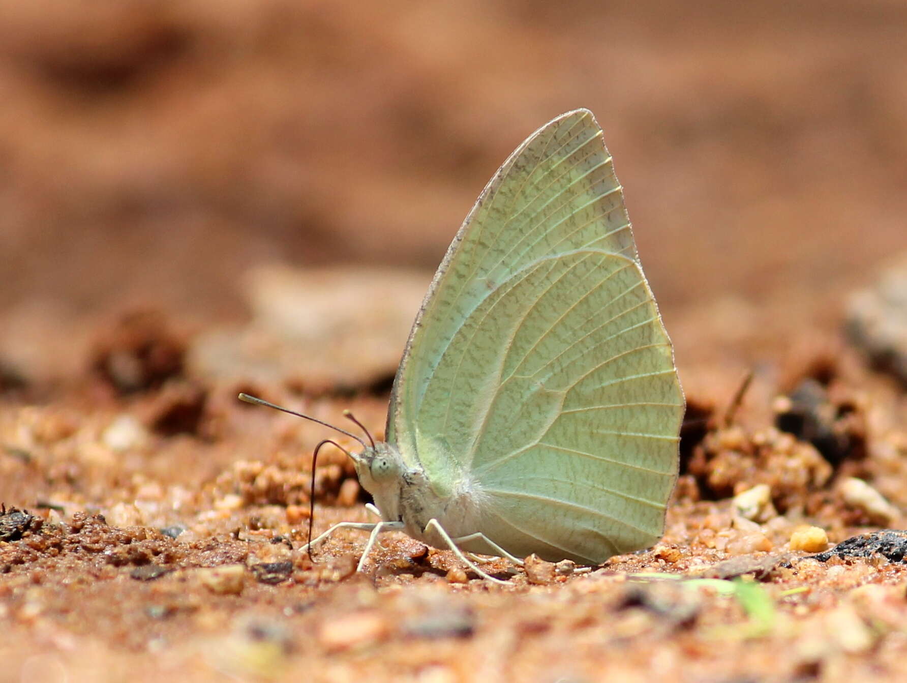 Image of Catopsilia pyranthe (Linnaeus 1758)