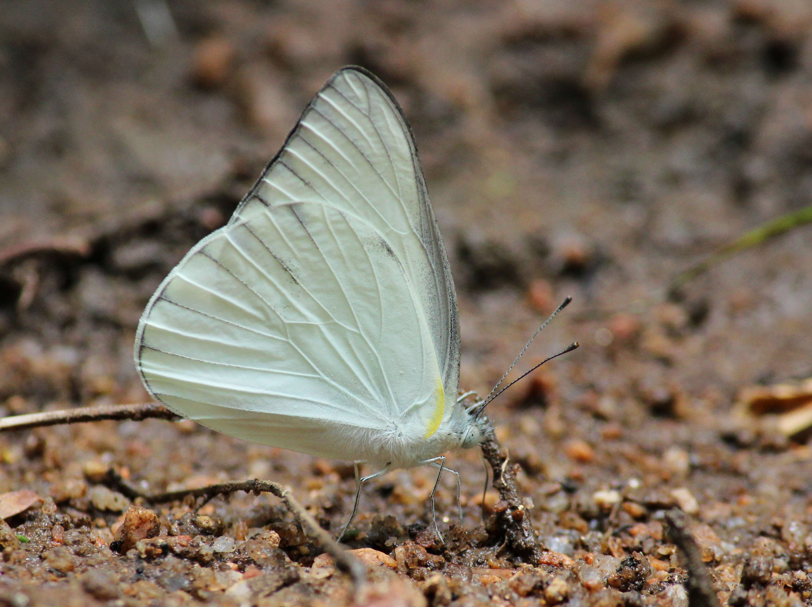 Image of Western Striped Albatross