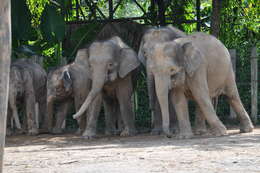 Image of Borneo elephant