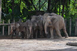 Image of Borneo elephant